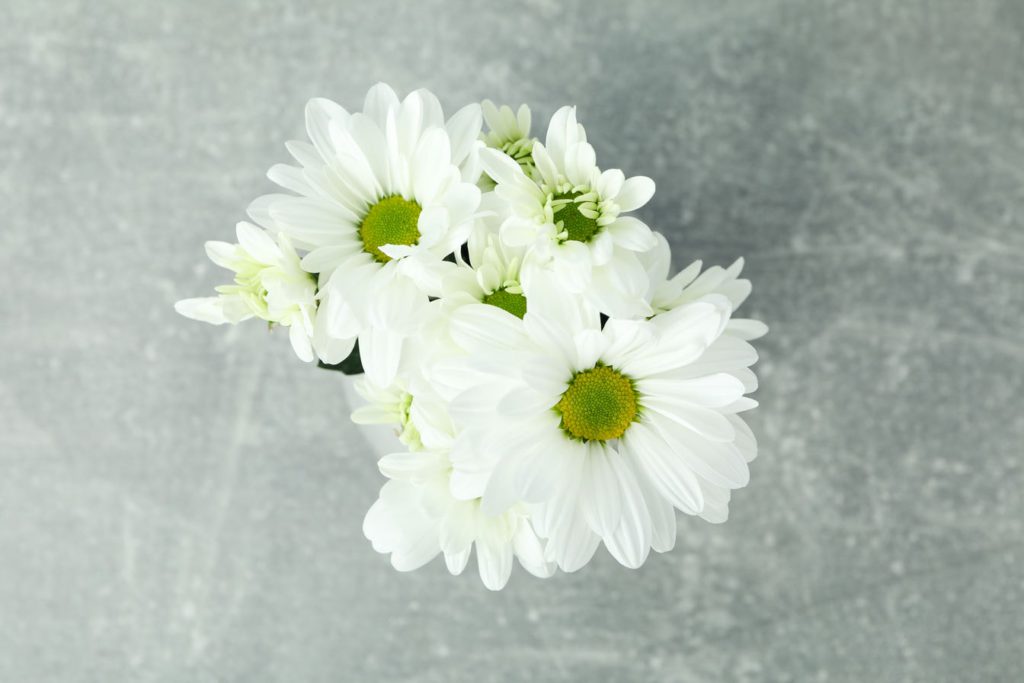 Vase With White Chrysanthemums On Gray Textured Ta Utc